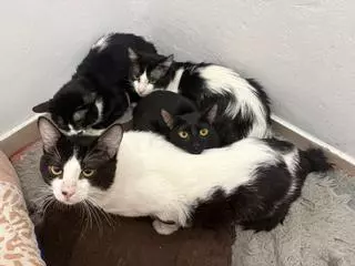 Algunos de los 23 gatos rescatados durante un desalojo en Vigo