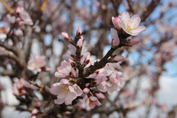 Mandelblüte auf Mallorca