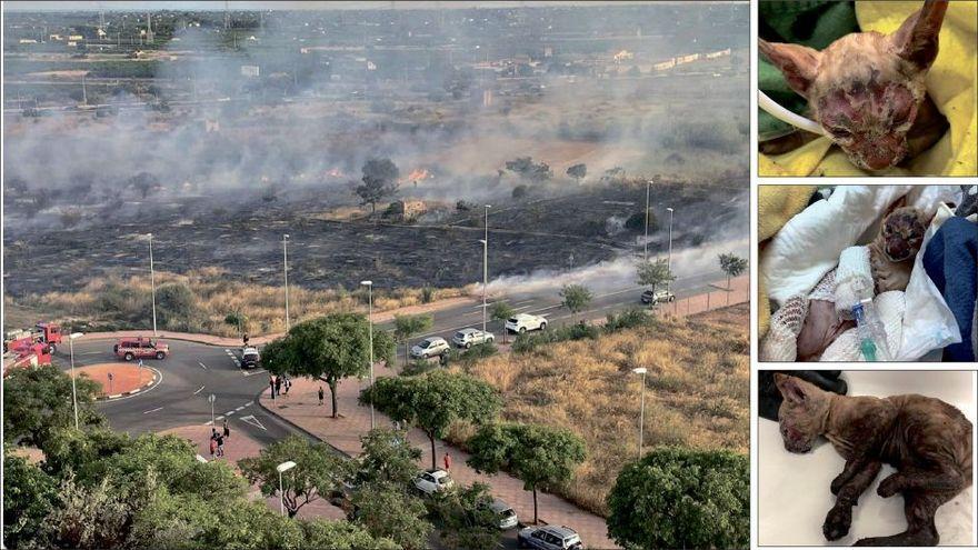 Imágenes del gatito que resultó gravemente herido en el incendio de Castelló