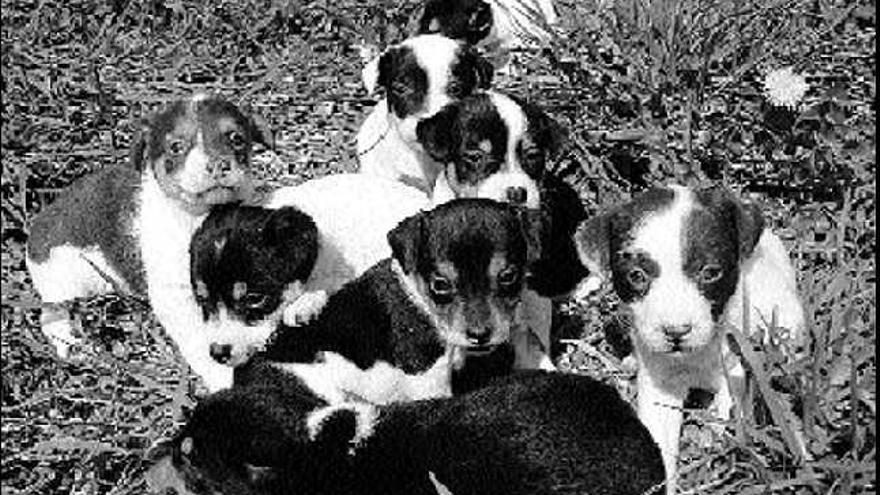 Gabino de Lorenzo regala 23 perros de raza «gabinera» a través de su página  web personal - La Nueva España