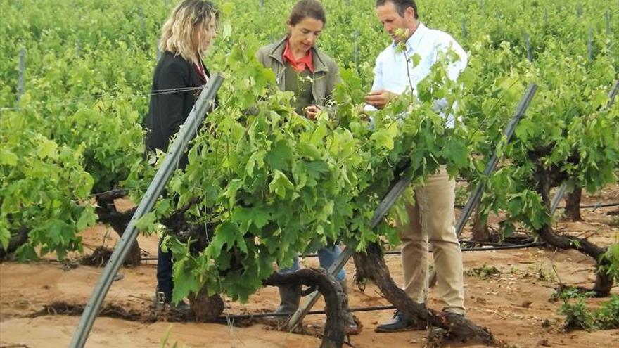 5.000 hectáreas de uva afectada