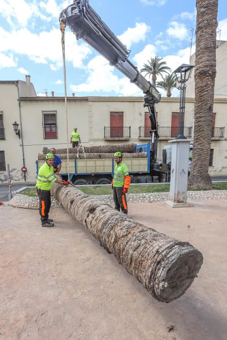 Así ha quedado la plaza de Santa Lucía de Orihuela tras retirar los troncos y tocones de 23 palmeras secas