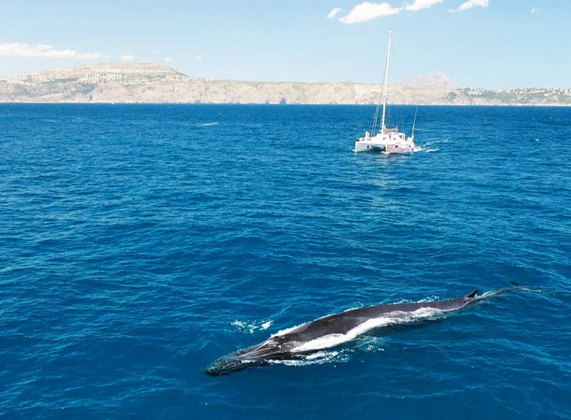 El turismo de lancha acosa a las ballenas en Xàbia