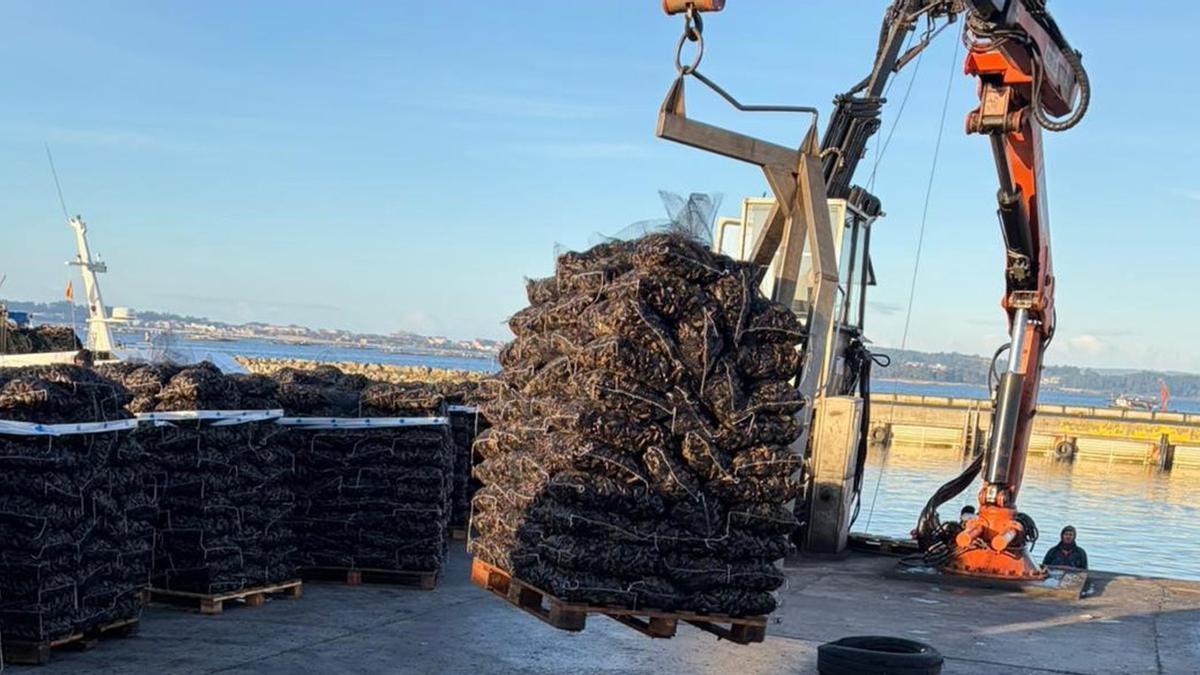 Descargas de mejillón procedente del los polígonos de Vilagarcía y Pobra, en Vilanova.