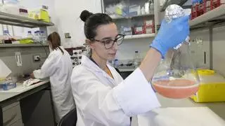 Alicante se une a un ensayo internacional para mejorar el manejo de un cáncer raro de la sangre que afecta a la médula