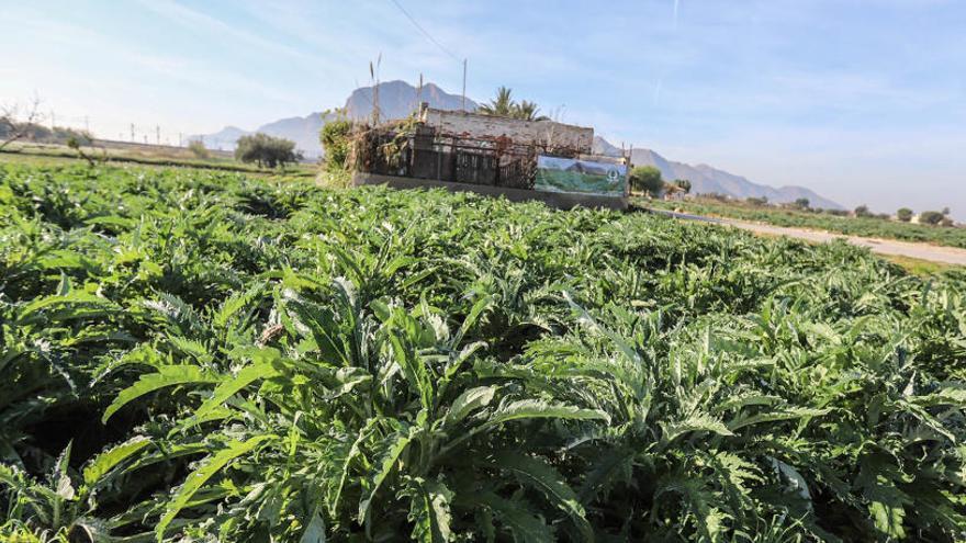 Bancal de alcachofas en la huerta tradicional de Cox/ Foto Tony Sevilla