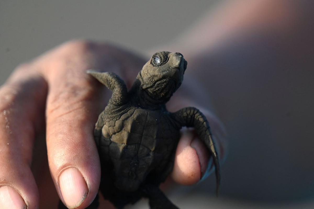 Crías de tortuga negra (Chelonia mydas agassizzii) se dirigen hacia el mar tras de ser liberadas en la playa de Sipacate, a unos 135 km al sur de Ciudad de Guatemala, el 19 de octubre de 2022.