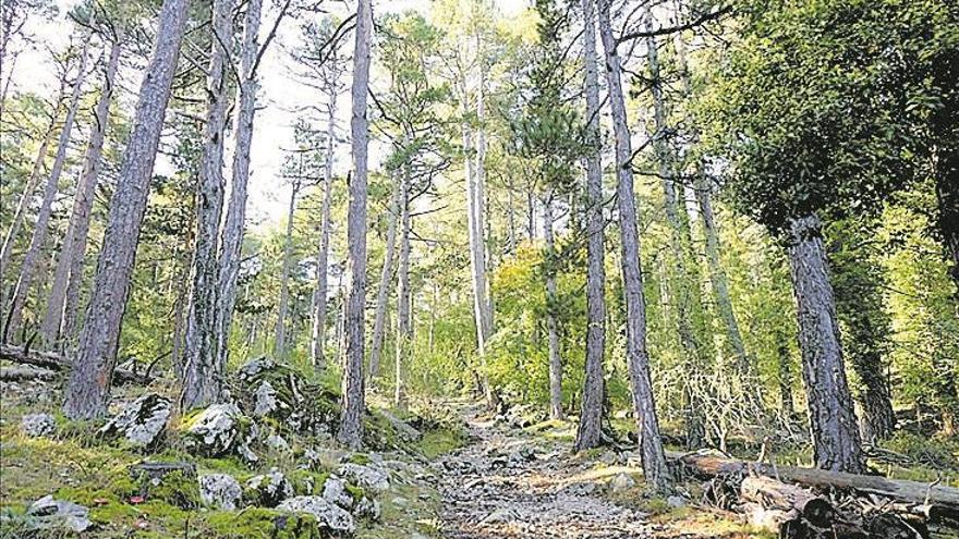 ruta peR l’humit bosc de la pegunta, el 30 de setembre