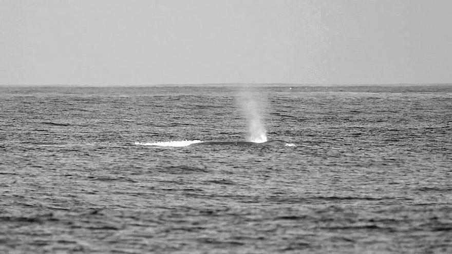 La ballena azul avistada desde el &quot;Chasula&quot;. // Juan Diéguez/Chasula