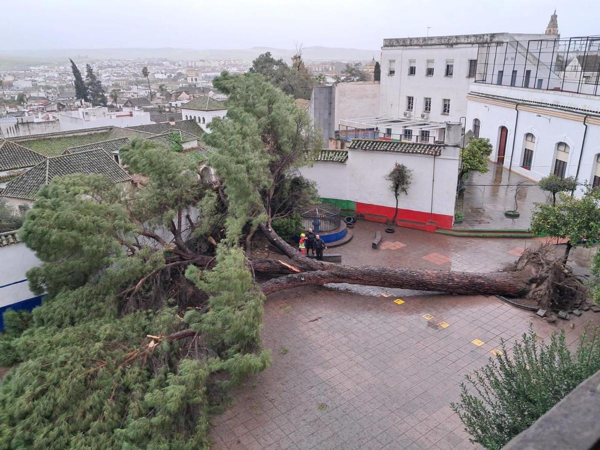Pino centenario caído en el patio del colegio Santa Victoria.