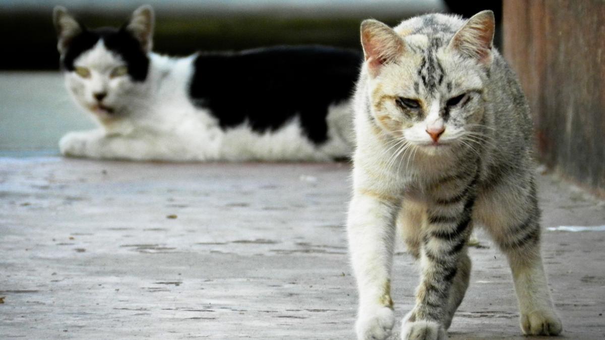 Gatos callejeros.