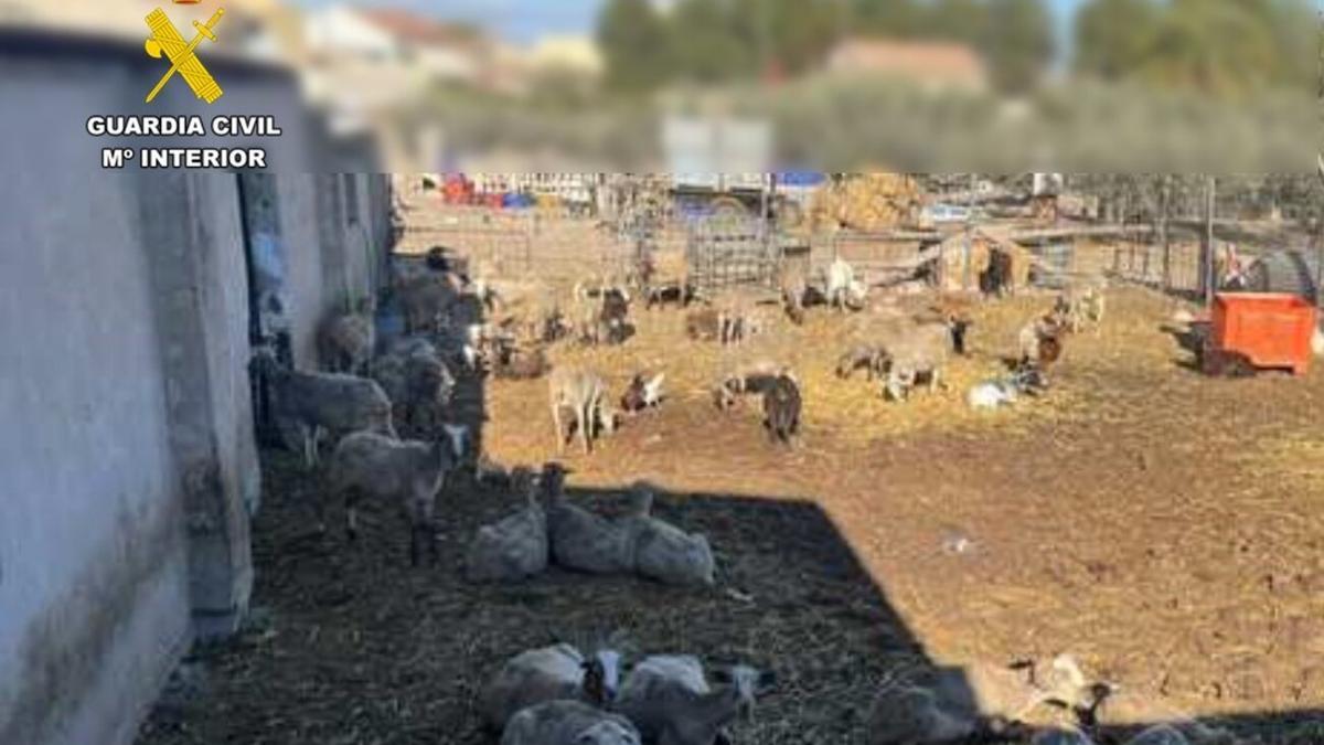 La explotación ganadera de ovejas y cabras clandestina desmantelada en Guardamar del Segura.