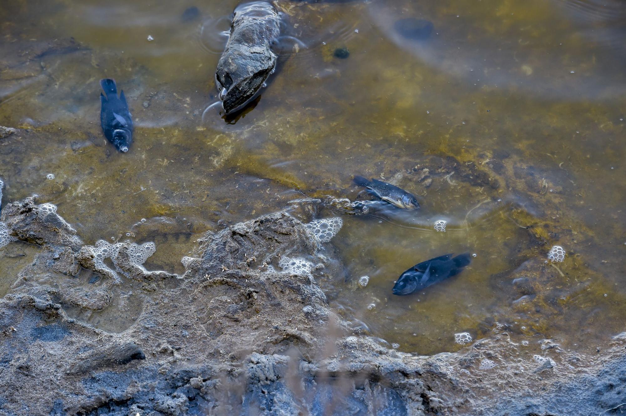 Peces muertos en la Charca de Maspalomas