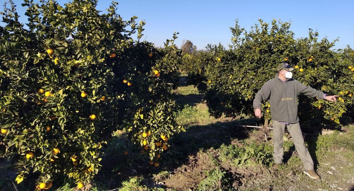 Las obras conllevarán la tala de 8.500 árboles frutales, según datos de la Junta. | A.V.