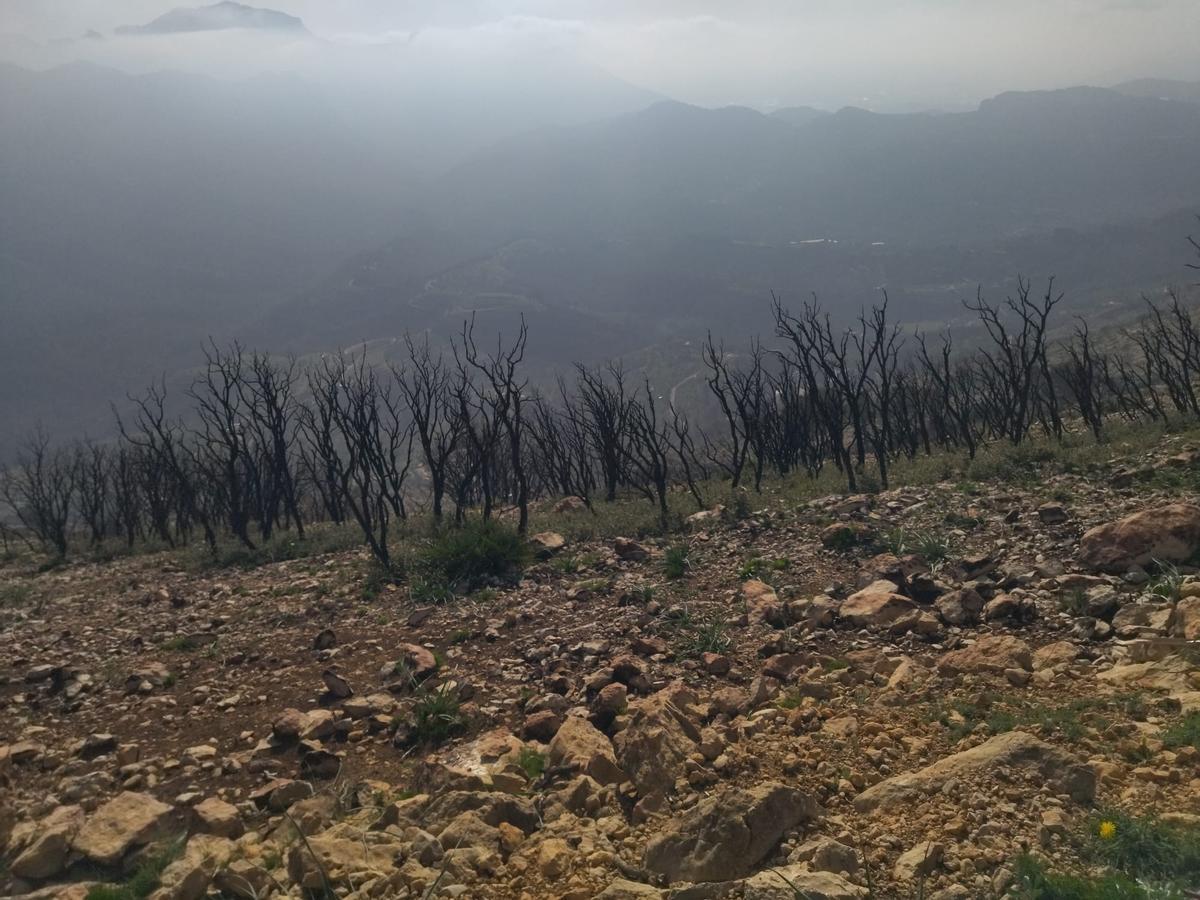 Desolación, erosión y bandadas de cuervos en las laderas del Coll de Rates arrasadas hace 8 meses por el fuego (imágenes) Desolación, erosión y bandadas de cuervos en las laderas del Coll de Rates arrasadas hace 8 meses por el fuego (imágenes)