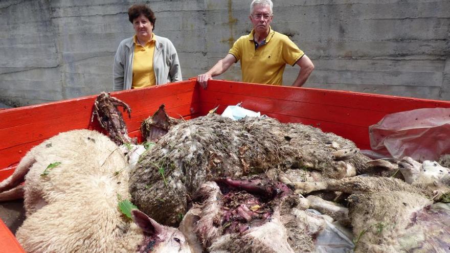 Indignación en Oballo (Cangas del Narcea) por el ataque de un oso a 10 ovejas