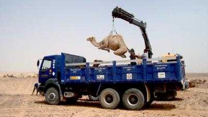 Un camión grúa transporta uno de los camellos que la Agencia Española de Cooperación Internacional (AECI) está distribuyendo durante el periodo de Ramadán, dentro del programa de la ayuda bilateral de envío de alimentos frescos que la OTC Argelia realiza durante 2007 en los campamentos de refugiados saharauis.   Con un presupuesto de 250.000 euros, se están repartiendo más de 100.000 kilos de carne de camello entre los campamentos de Daha, Aiun, Auserd, Smara, hospitales y un centro de discapacitados del país.