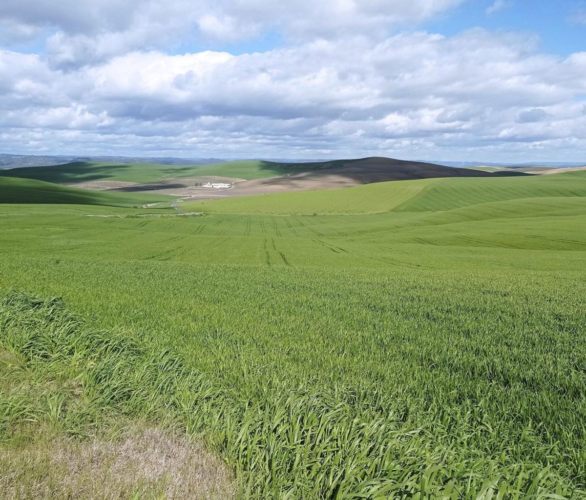 El suelo bien conservado es imprescindible para la agricultura del futuro.