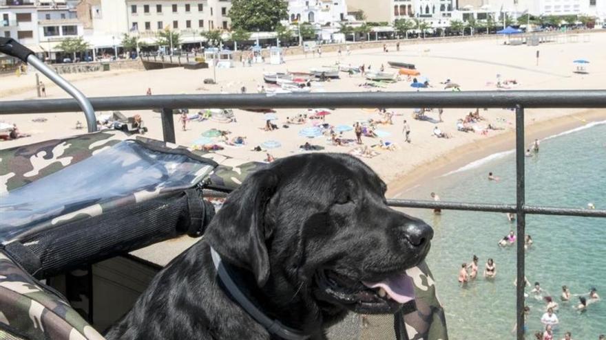 Una familia de Tossa recoge firmas para que su perro enfermo pueda bañarse en el mar