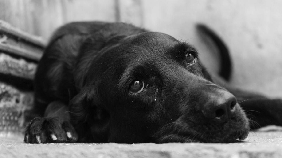 PIOMETRA EN PERROS | ¿Tu perro está en riesgo? Aprende sobre la piometra  canina: síntomas, causas y tratamientos