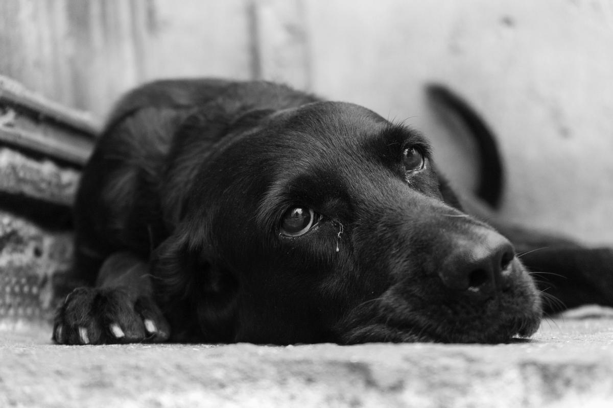 Qué es la piometra en perros y por qué se produce