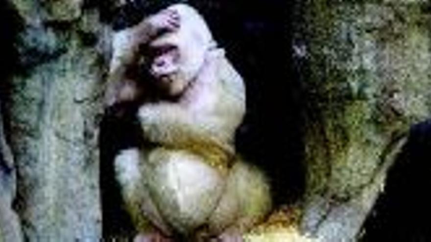 El gorila Copito de Nieve se muere por un cáncer de piel