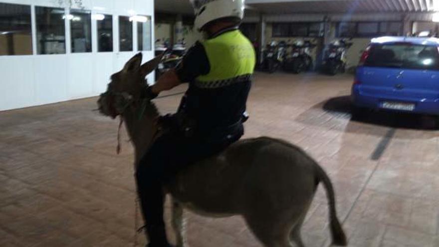 La Policía Local  se entretiene montado un burro en custodia