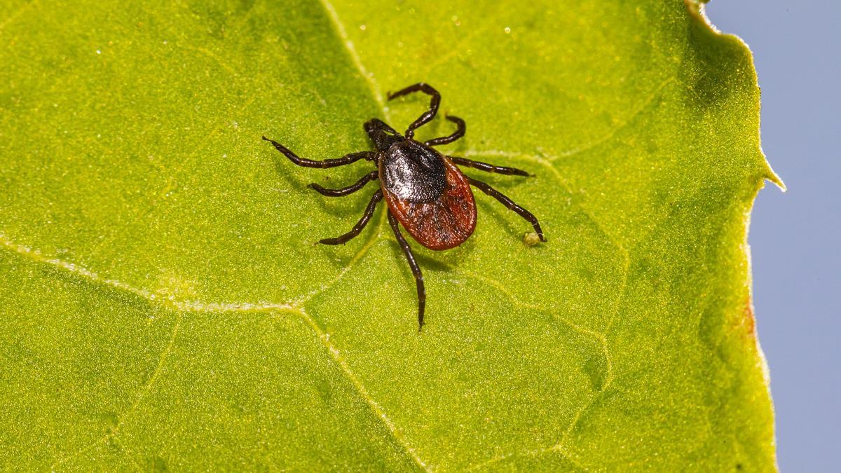 Las garrapatas ya aparecen un mes antes de lo habitual en España