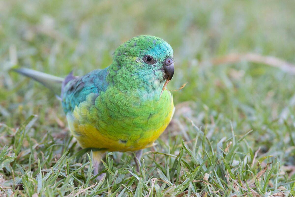 Descubren que los animales van adaptando su cuerpo al cambio climático