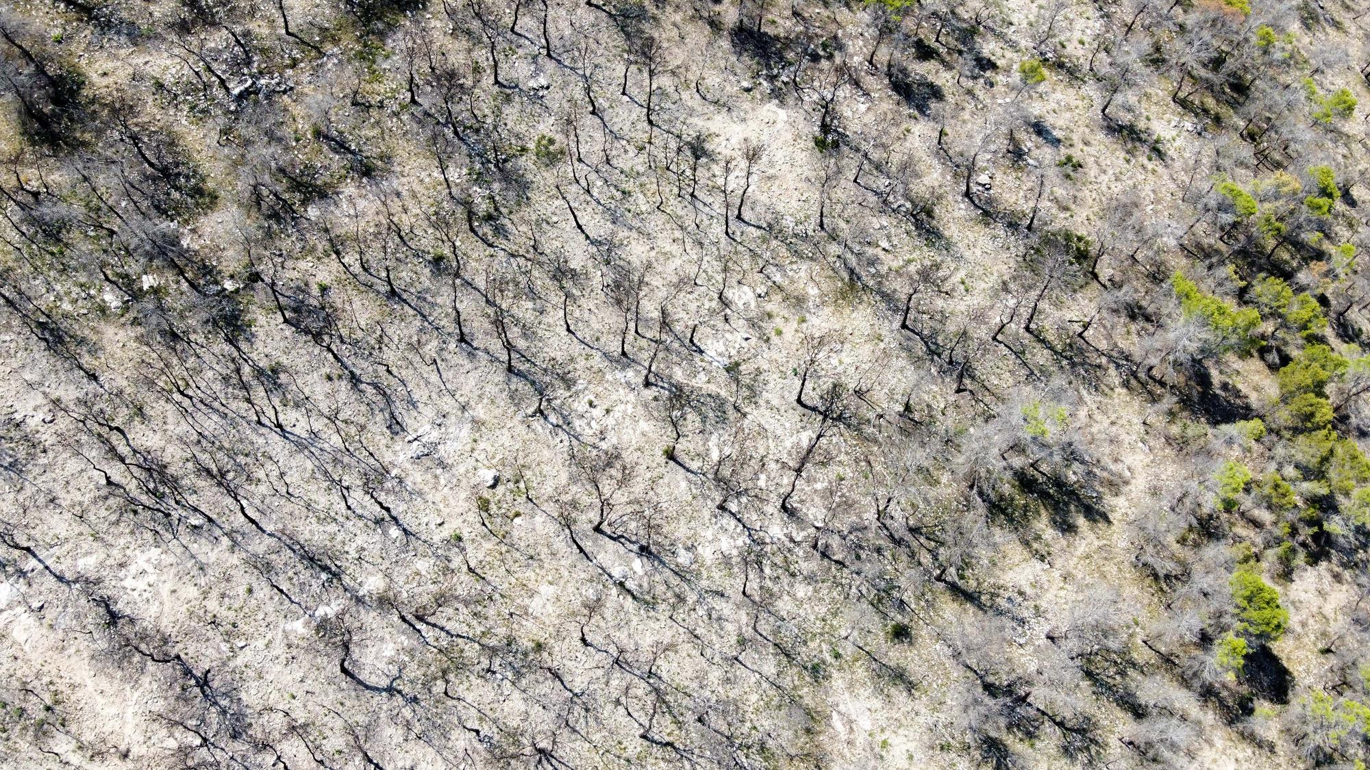 Un año después del incendio forestal en la sierra de la Zafra y Las Pedrizas de Monóvar la zona presenta un aspecto desolador