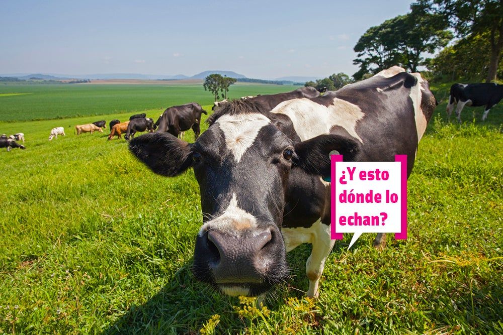 Mientras tanto, en la granja