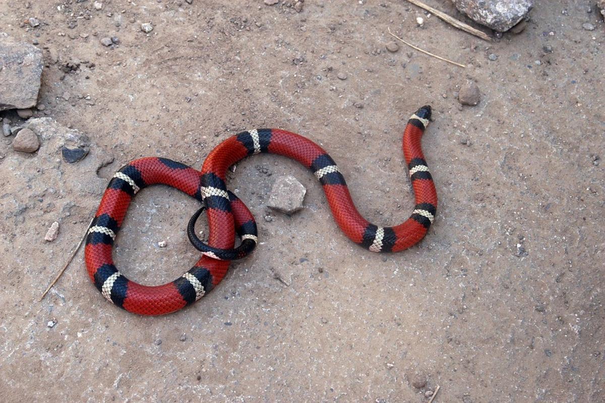 La serpiente falso coral, una de las que se pueden exportar según la convención CITES