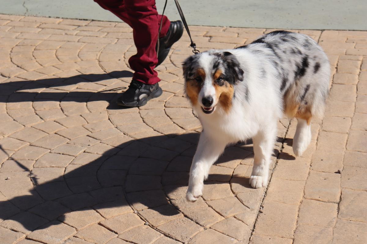 Feria del Perro de Archidona de 2024