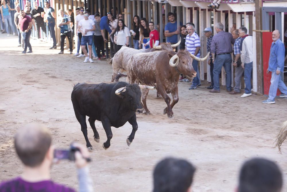 Sant Pasqual 2018.