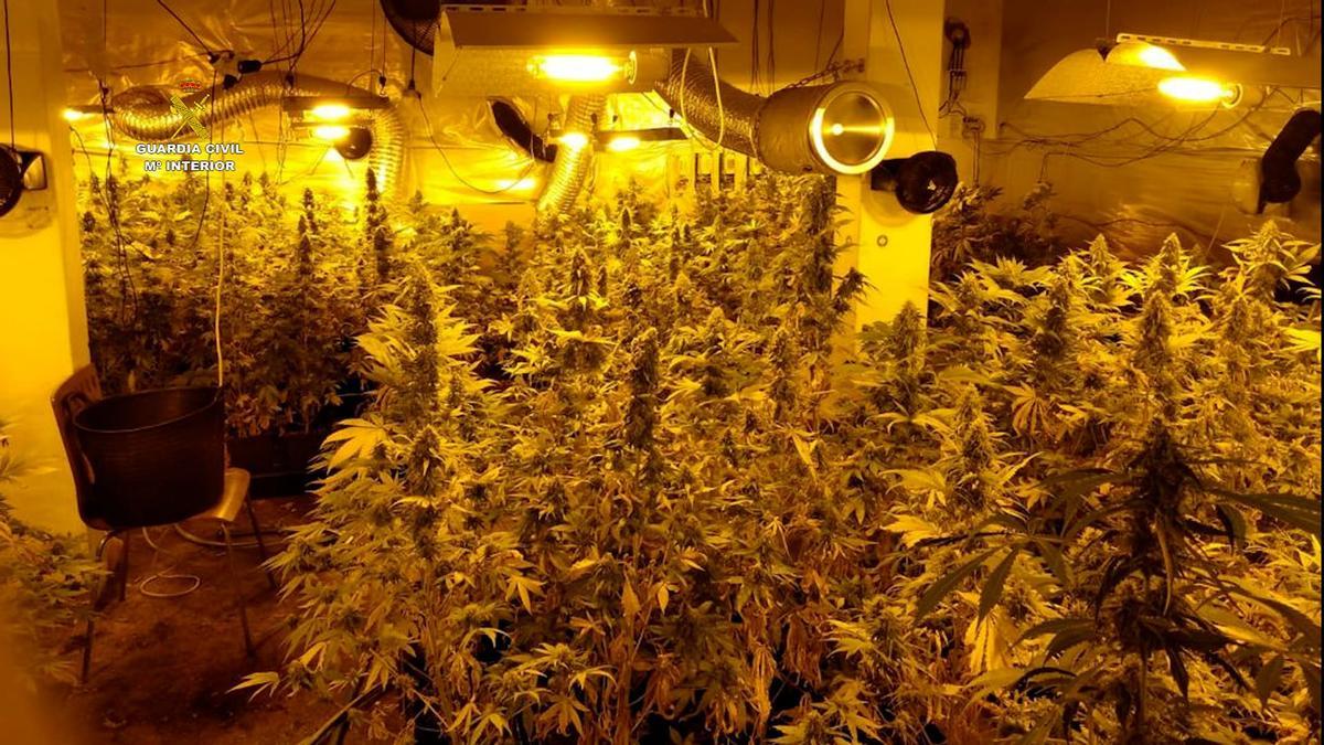Dos detenidos en A Coruña tras destapar la Guardia Civil una plantación de cannabis en Monte Alto