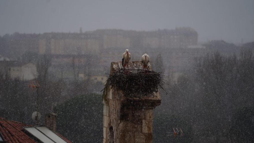 VÍDEO | La nieve madruga en Zamora capital