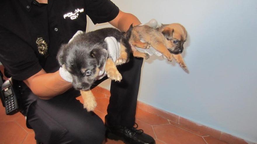 Un agente con dos de los cachorros recuperados.