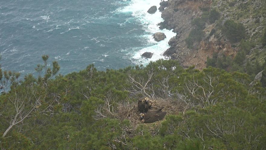 Se inicia la vigilancia de acceso a los nidos de buitre negro en la Serra de Tramuntana