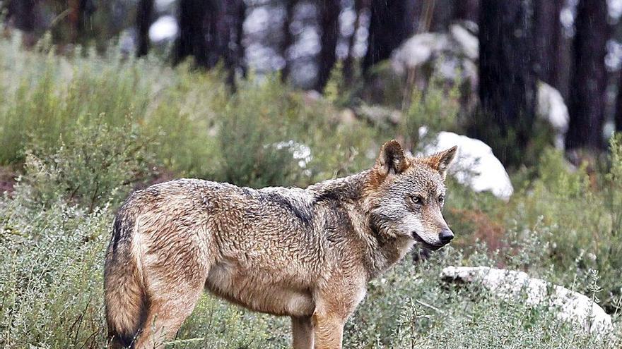 El Gobierno quiere que aumente "significativamente" el número de lobos en 2030