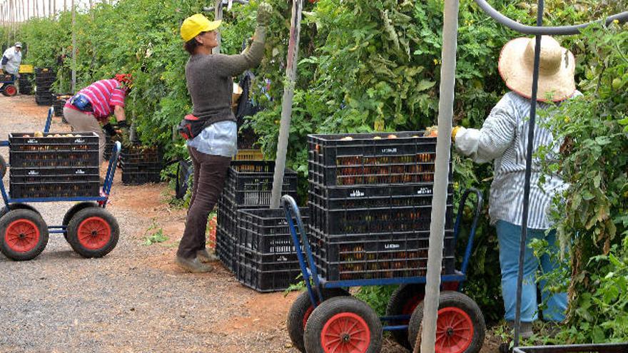 Vista de empleados en el final de la zafra de tomates de la Sociedad Agrícola Los Nicolases de Santa Lucía.