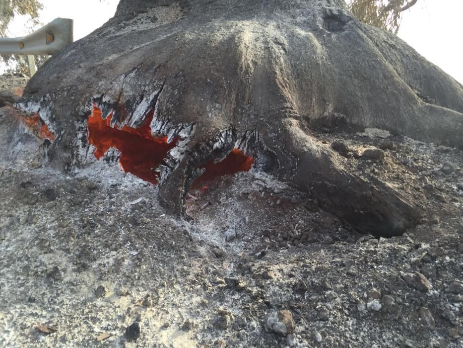 Incendio forestal en la zona de Montaña de Jedey, en La Palma