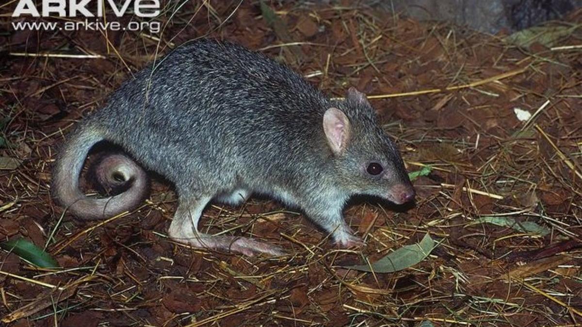 bettong-del-norte