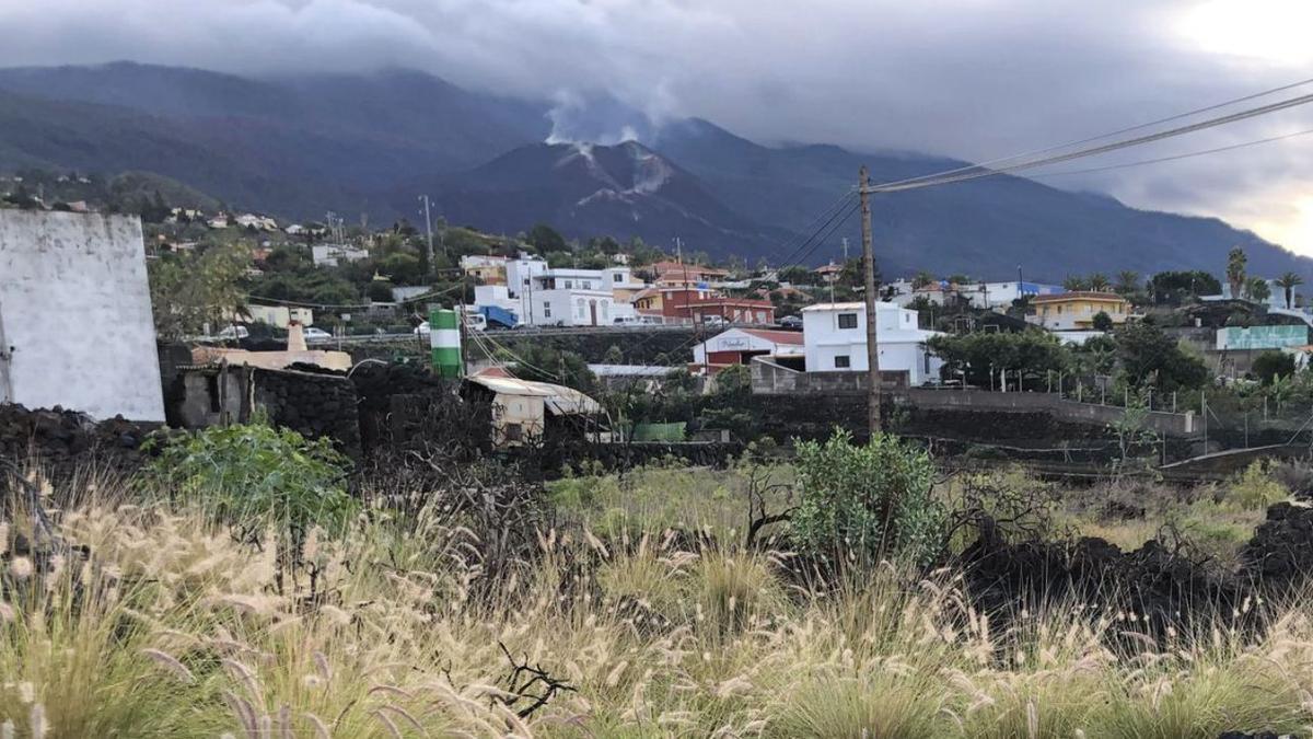 Plantas de rabogato en Los Llanos de Aridane, en La Palma.