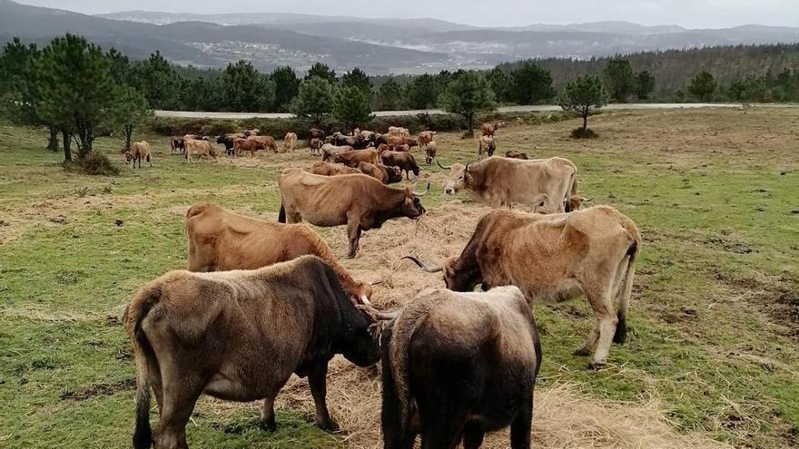 Comuneros de Vimianzo ven "difícil" la convivencia del ganado con el lobo