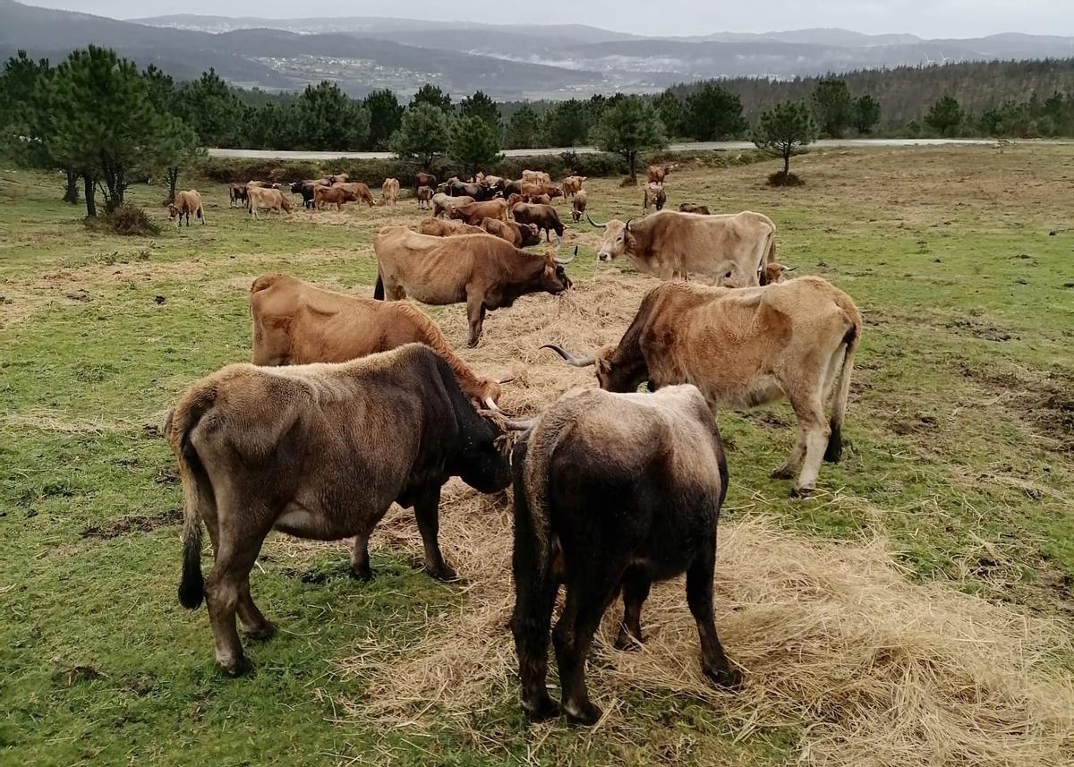 Vacas de raza vienesa nos montes da Mancomunidade de Montecelos, en Vimianzo.