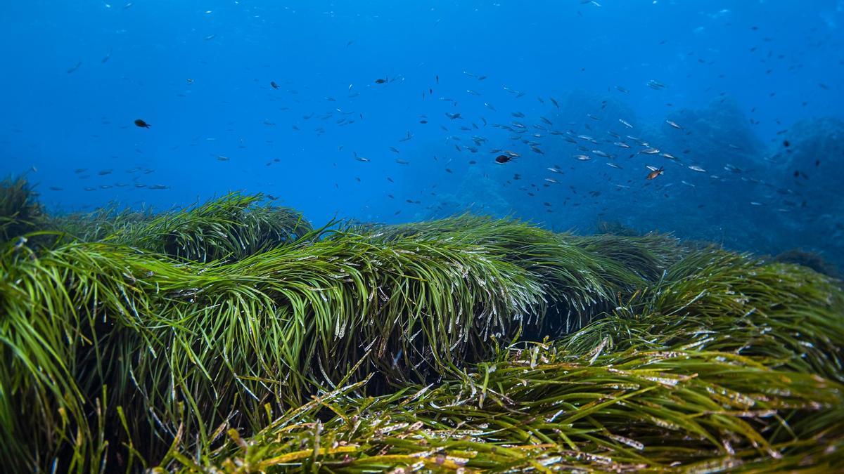 Pradera de posidonia en el Mediterráneo