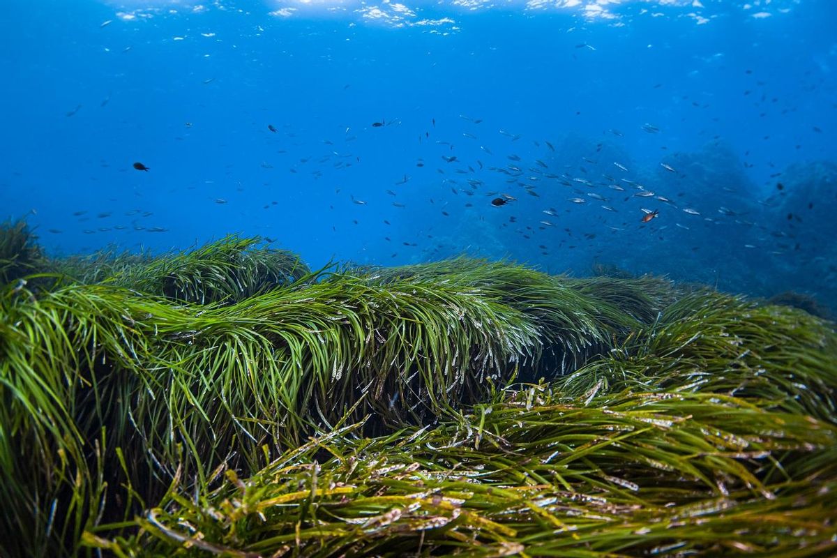 Pradera de posidonia en el Mediterráneo