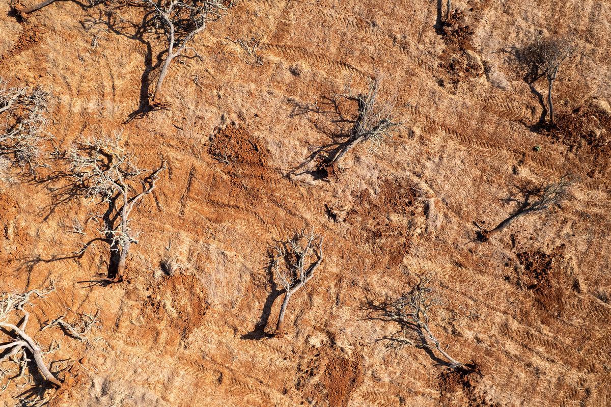 Adiós a la postal de los almendros del Pla de Corona: arrancan 2.000 árboles muertos