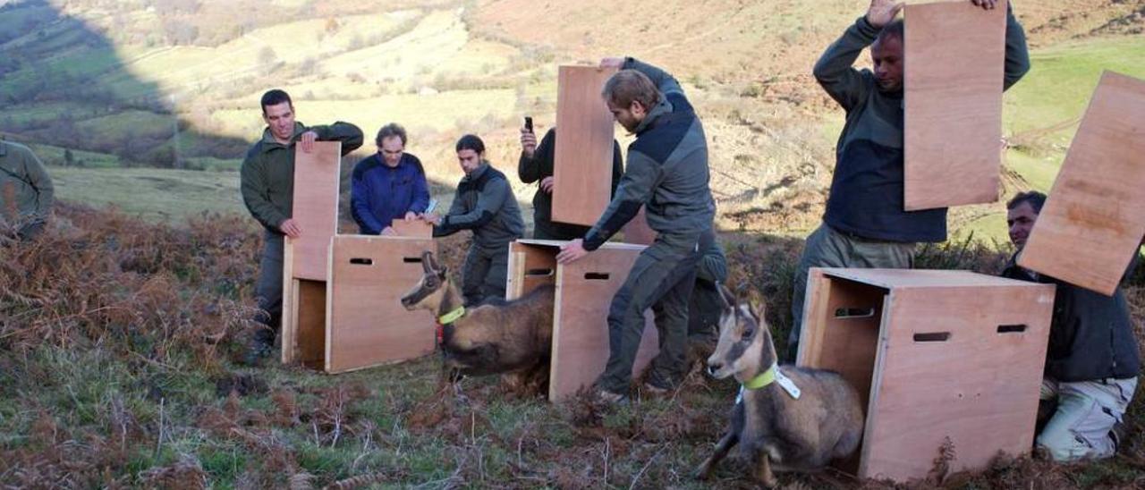 Una de las últimas sueltas de rebecos en la sierra del Aramo.