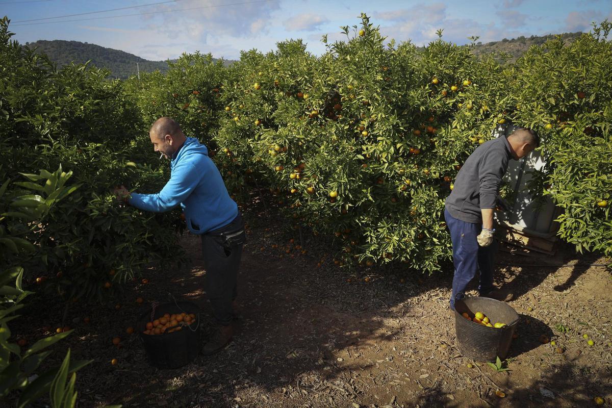Collidors en un campo de citricos de Sagunt, en una imagen de archivo.